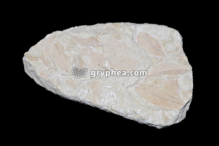 Feuilles de Saule - gryphea.com